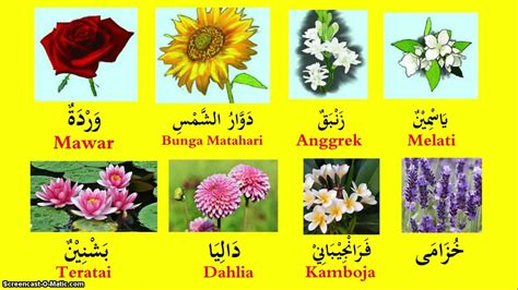 bunga mawar bahasa arab